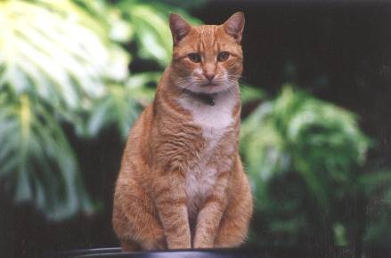 Ginger